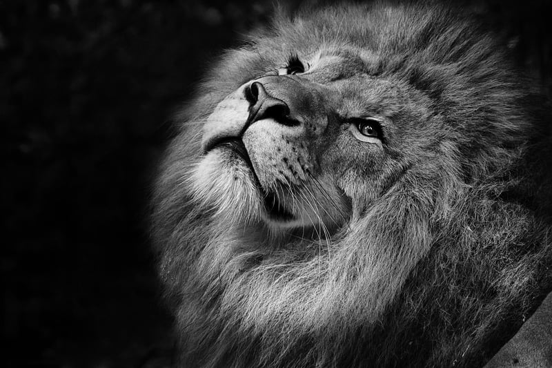 Lion in the wild